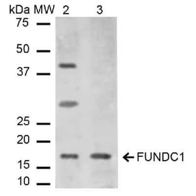 Western Blot FUNDC1 Antibody - BSA Free